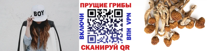 Псилоцибиновые грибы Psilocybe  Домодедово 